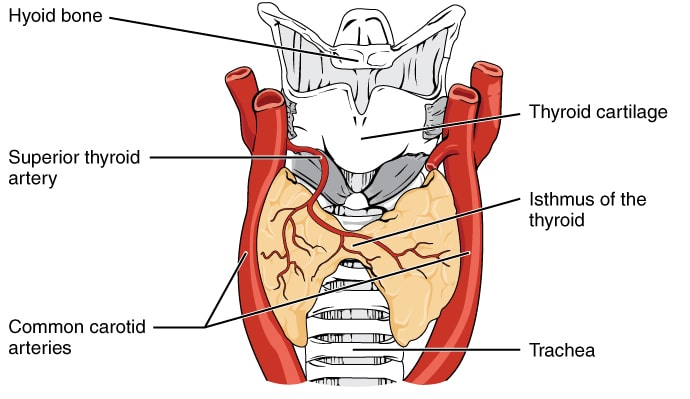 Thyroid Gland