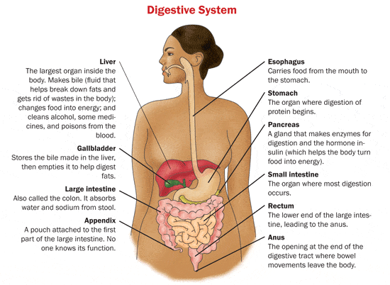 Hidden Revelations of the Human Body