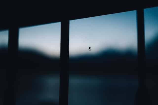 Don't Kill Spiders at Home