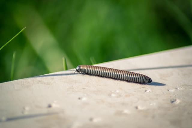 Centipedes