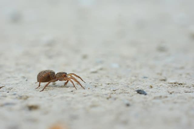 Don't Kill Spiders at Home