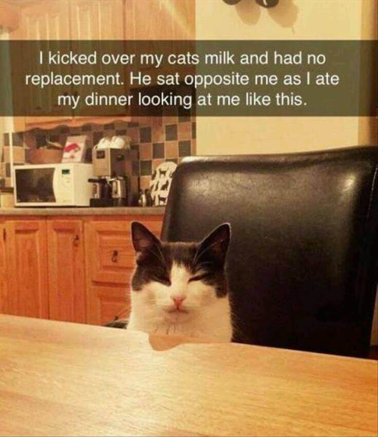 Pet Snaps
