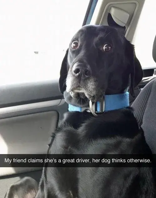 Pet Snaps