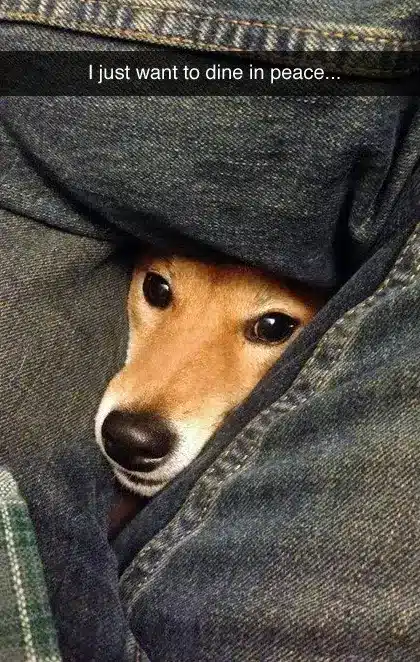 Pet Snaps
