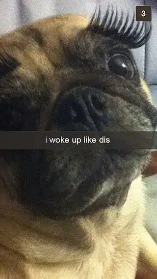 Pet Snaps
