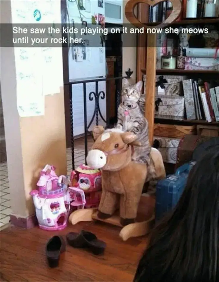 Pet Snaps