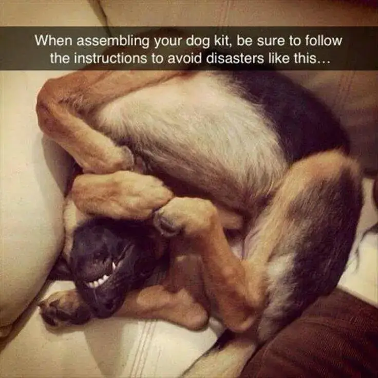 Pet Snaps