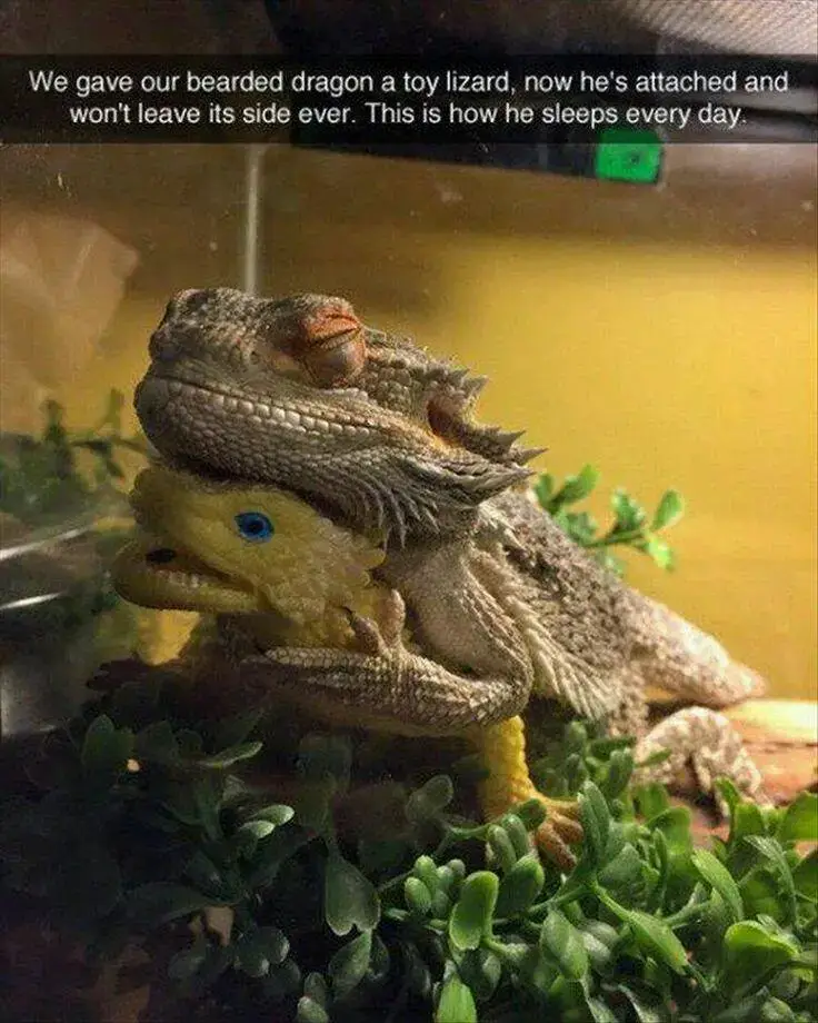 Pet Snaps