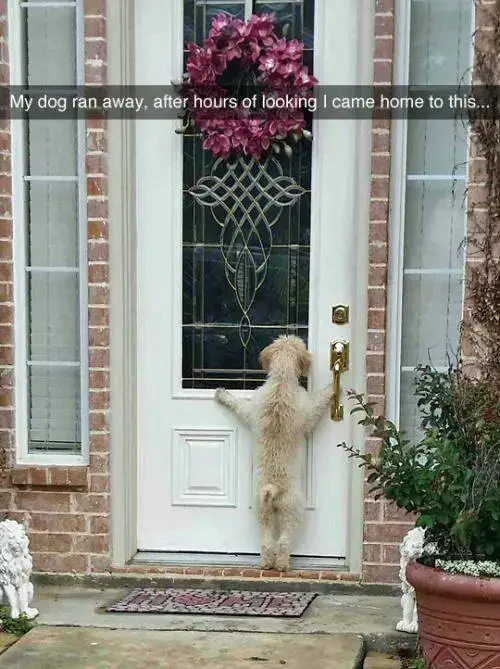 Pet Snaps