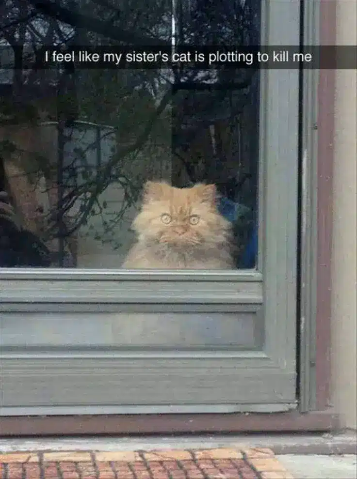 Pet Snaps