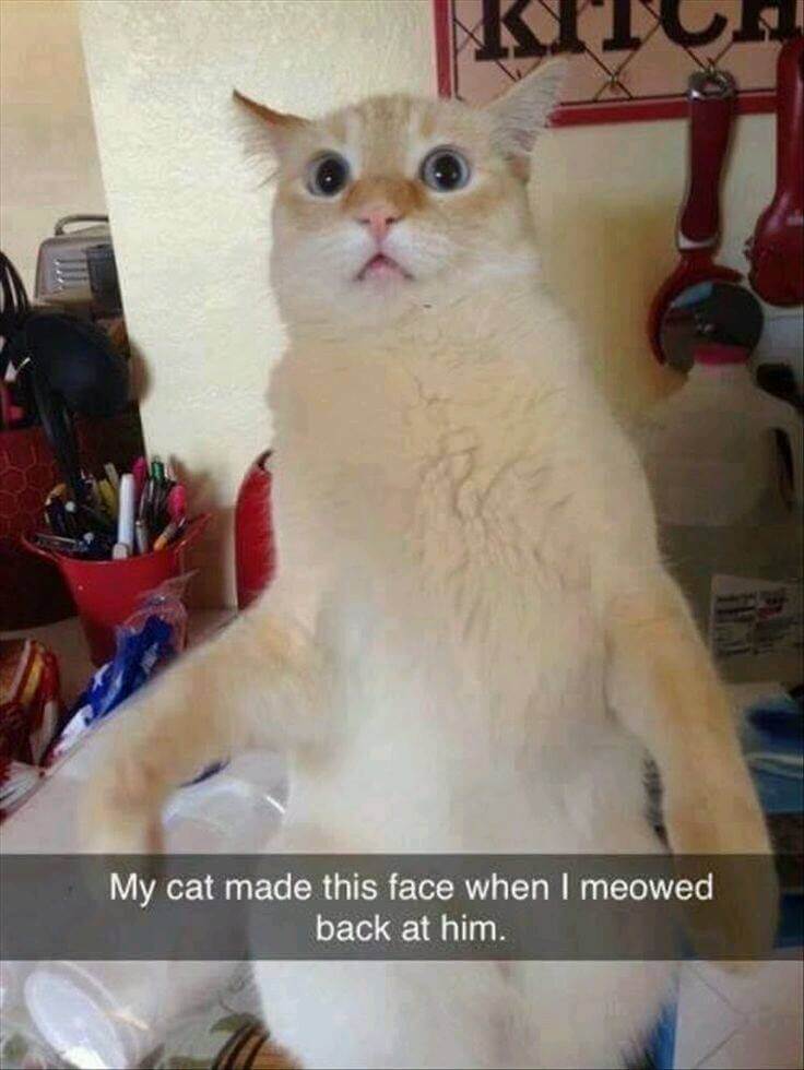 Pet Snaps