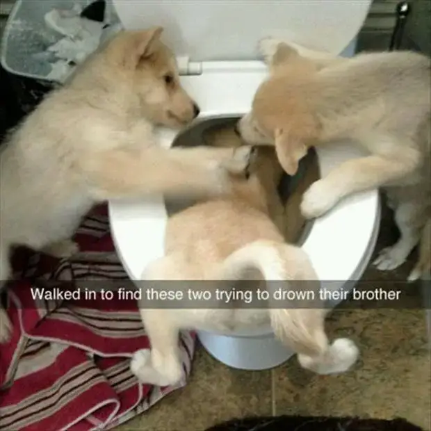 Pet Snaps