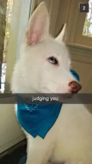 Pet Snaps