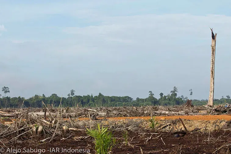 Orangutan Battles Bulldozer to Save Home