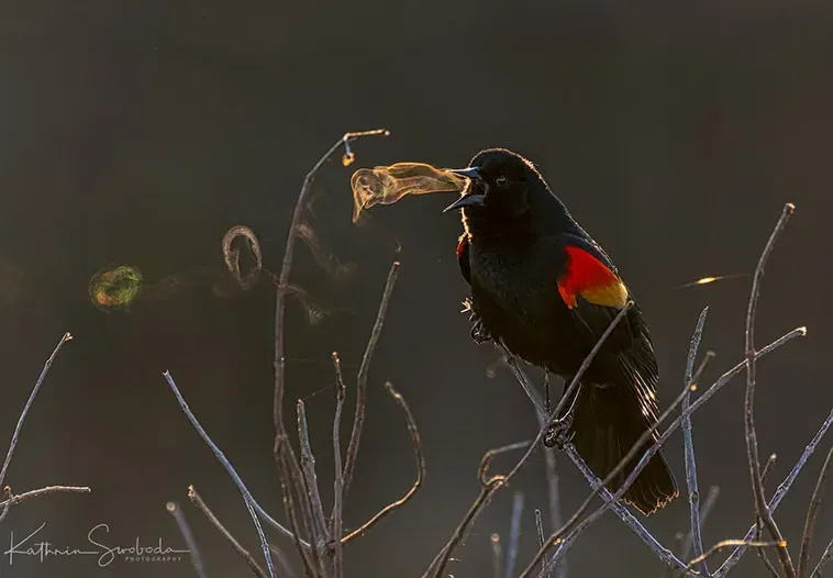Red-Wing Blackbird