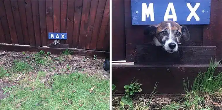 Dog Encounters