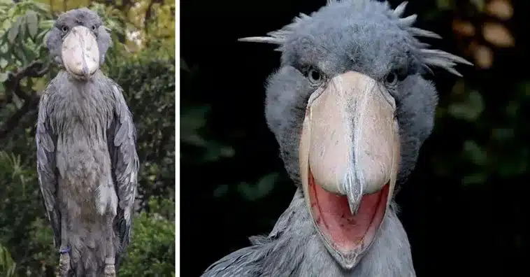 Strange Animals