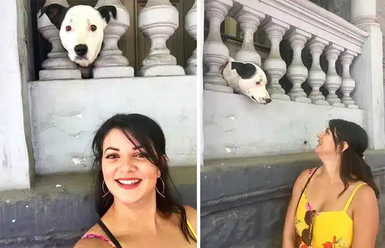 Dog Encounters