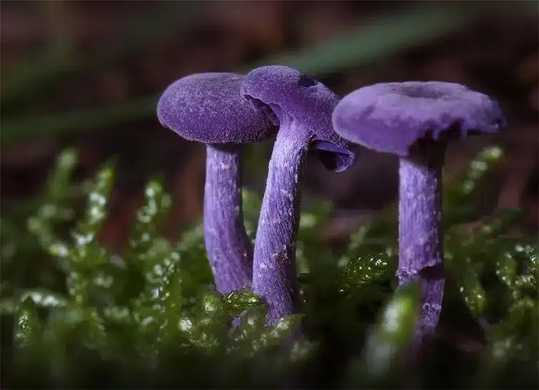Mushroom World