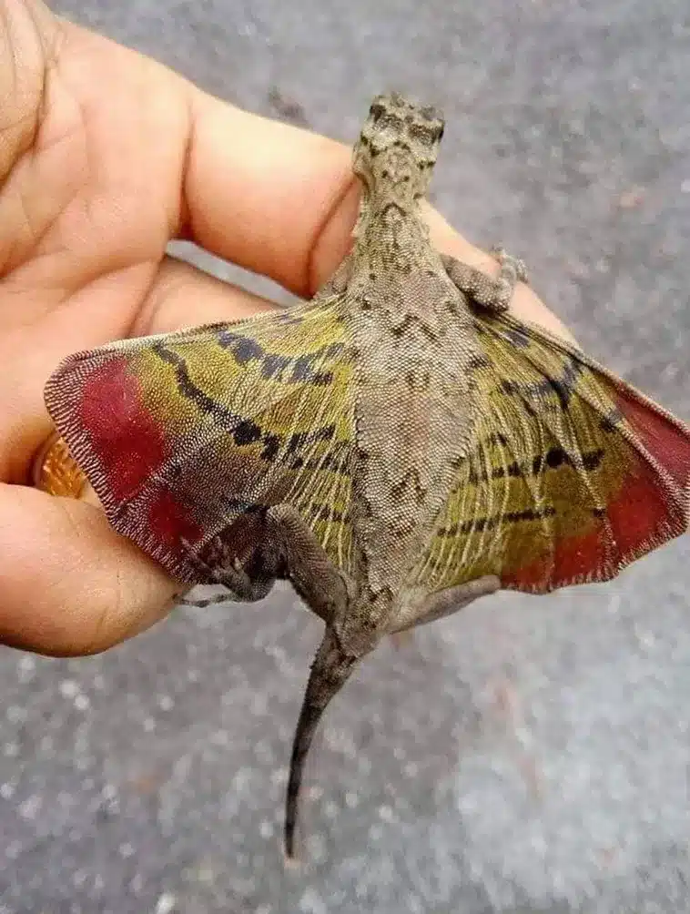 Strange Animals