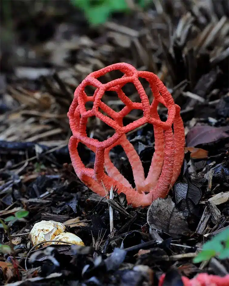 Mushroom World
