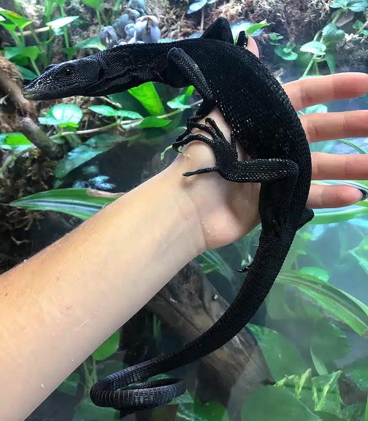 Strange Animals