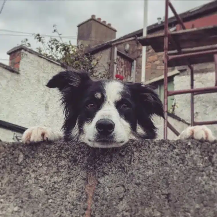 Dog Encounters