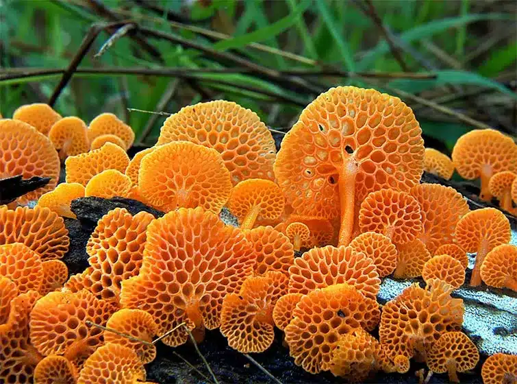 Mushroom World