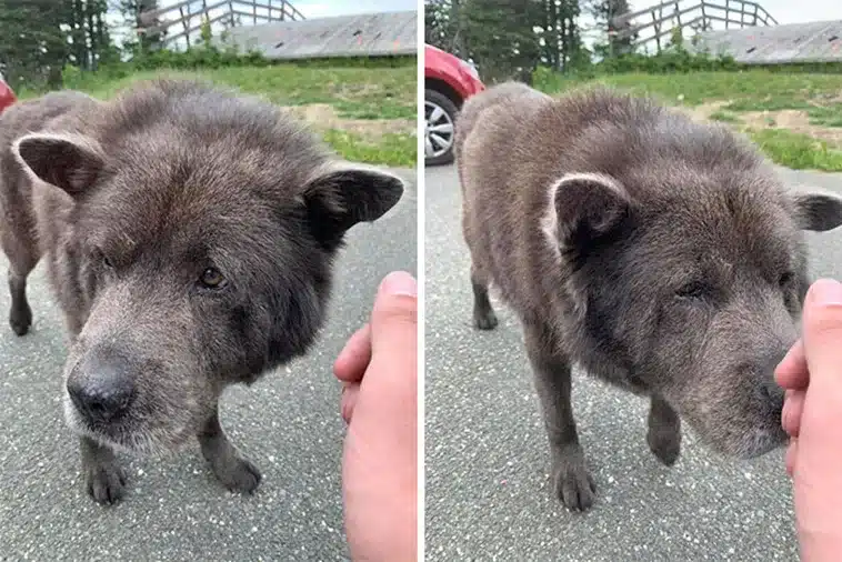 Dog Encounters