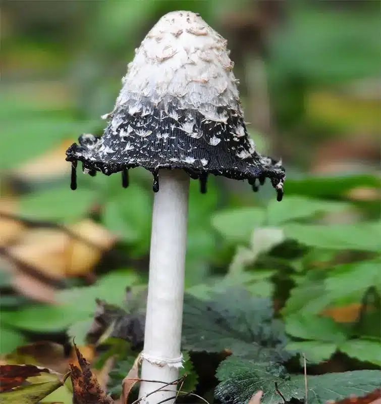 Mushroom World