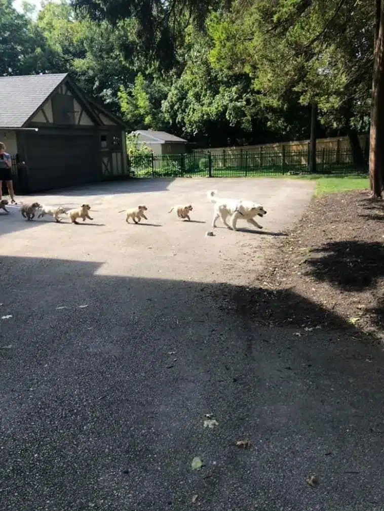 Dog Encounters