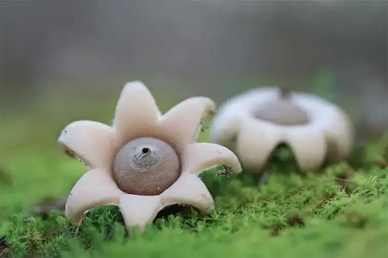 Mushroom World