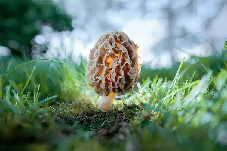 Mushroom World