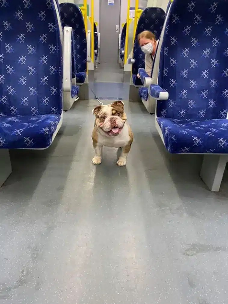 Dog Encounters