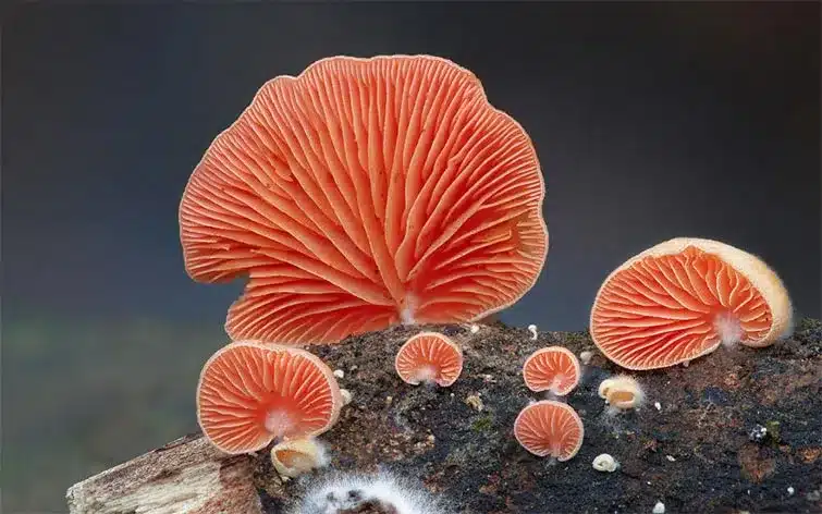Mushroom World