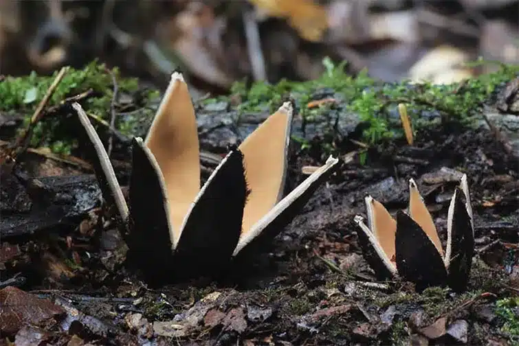 Mushroom World