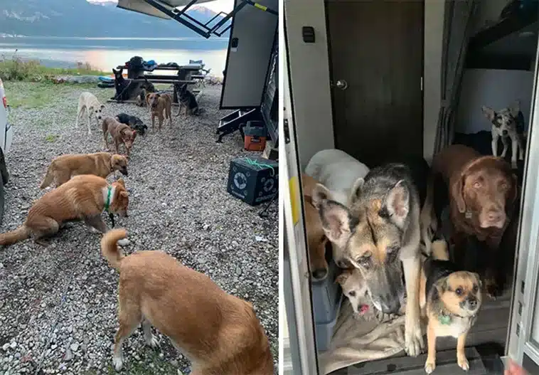 Dog Encounters