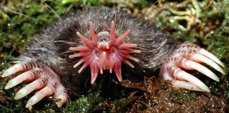 Strange Animals
