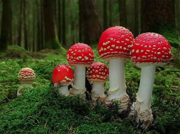 Mushroom World