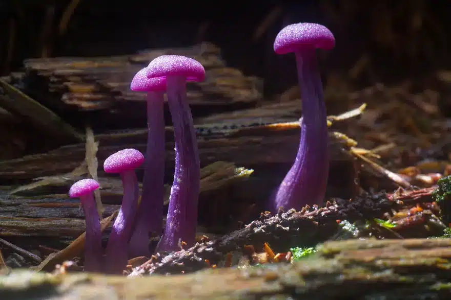 Mushroom World