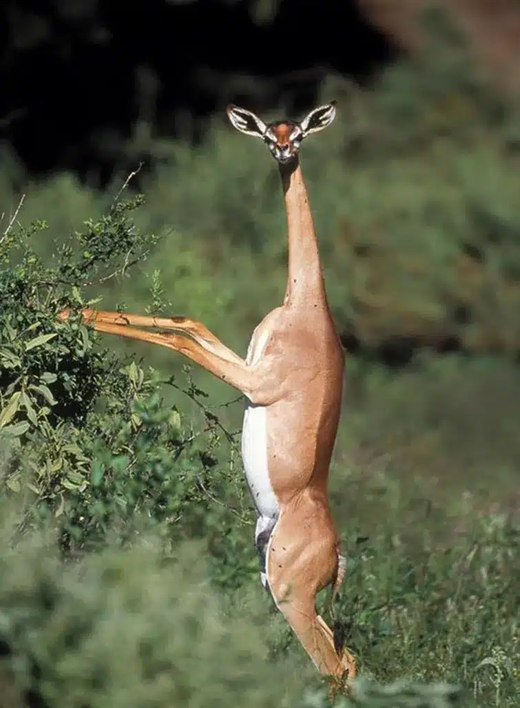 Strange Animals