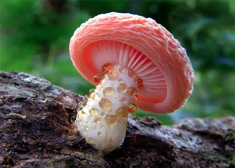 Mushroom World