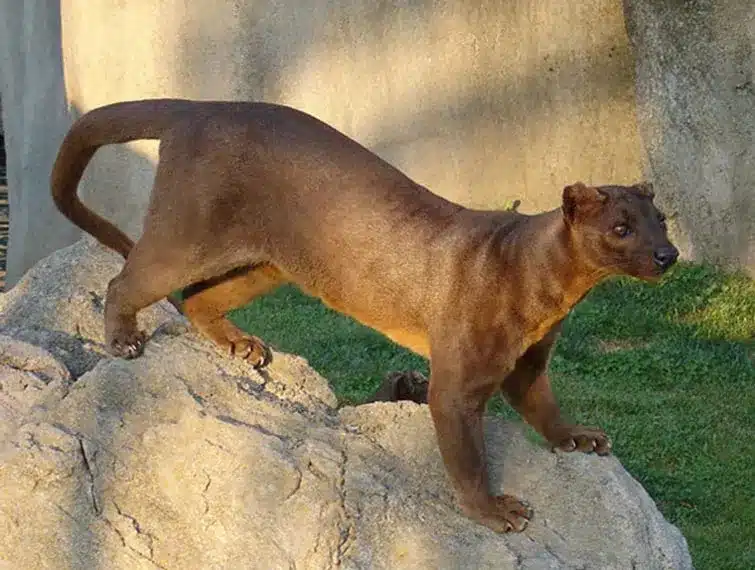 Strange Animals