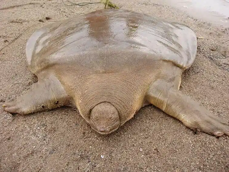 Strange Animals