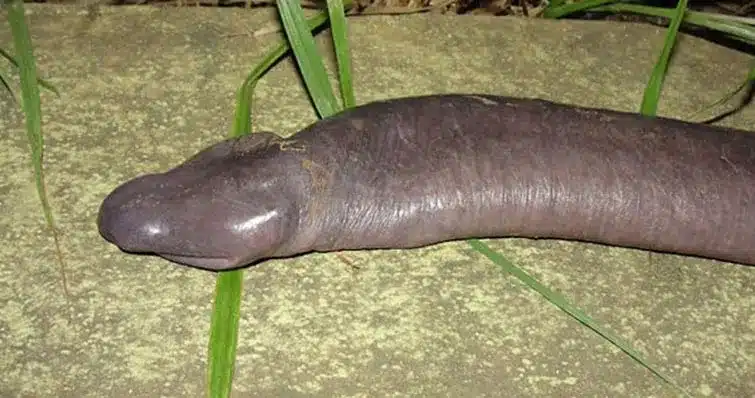 Strange Animals