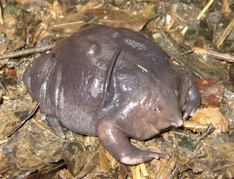 Strange Animals