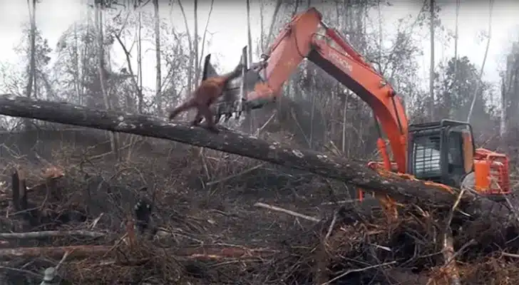Orangutan Battles Bulldozer to Save Home