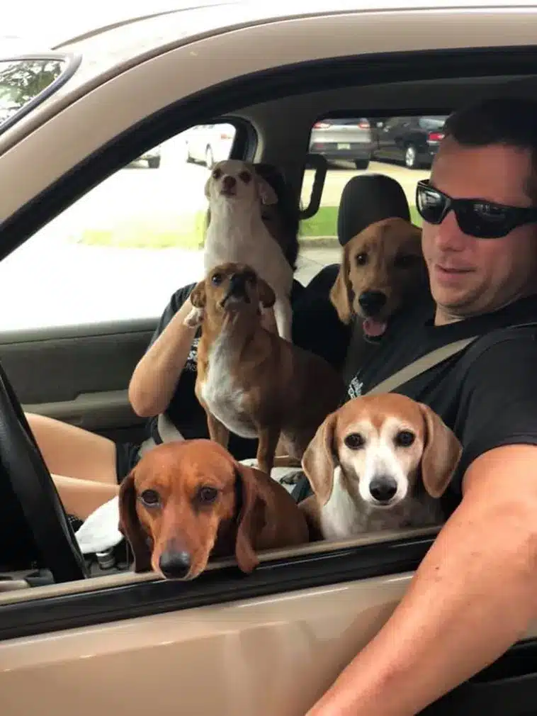 Dog Encounters