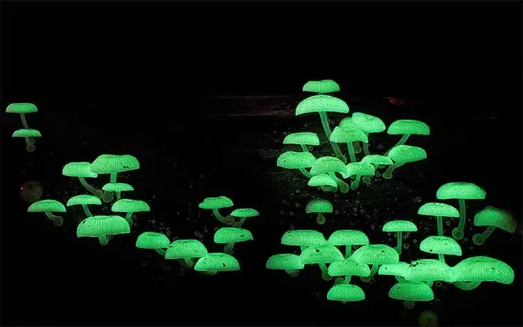 Mushroom World