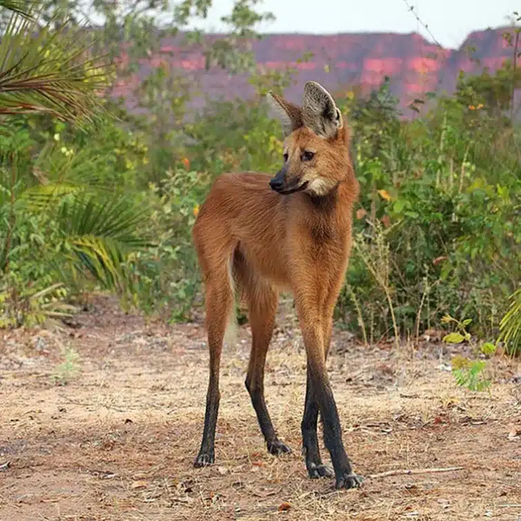 Strange Animals